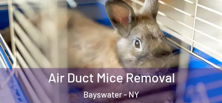  Air Duct Mice Removal Bayswater - NY