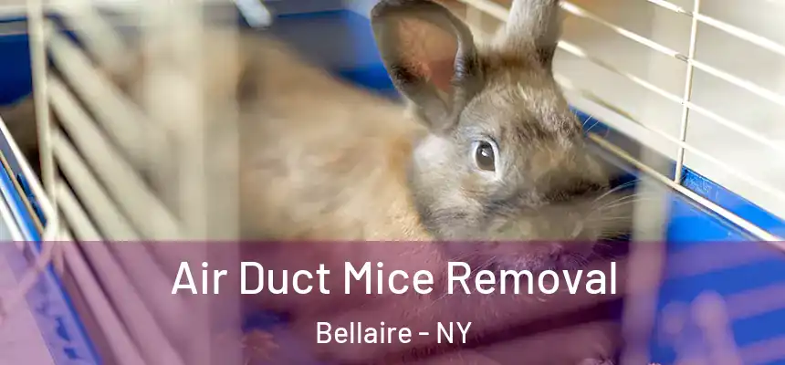 Air Duct Mice Removal Bellaire - NY