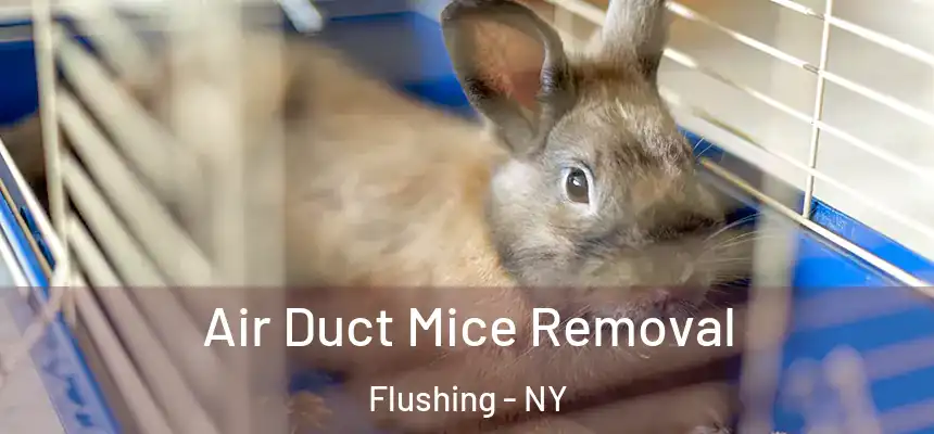 Air Duct Mice Removal Flushing - NY