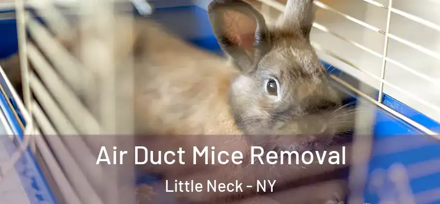 Air Duct Mice Removal Little Neck - NY