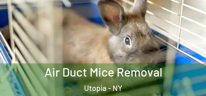 Air Duct Mice Removal Utopia - NY