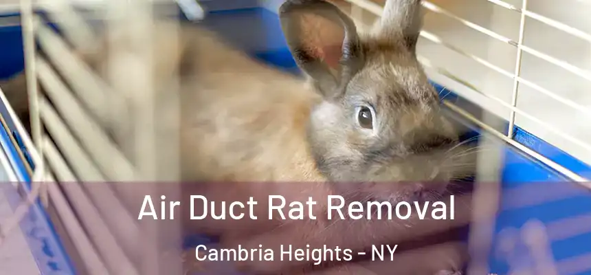 Air Duct Rat Removal Cambria Heights - NY