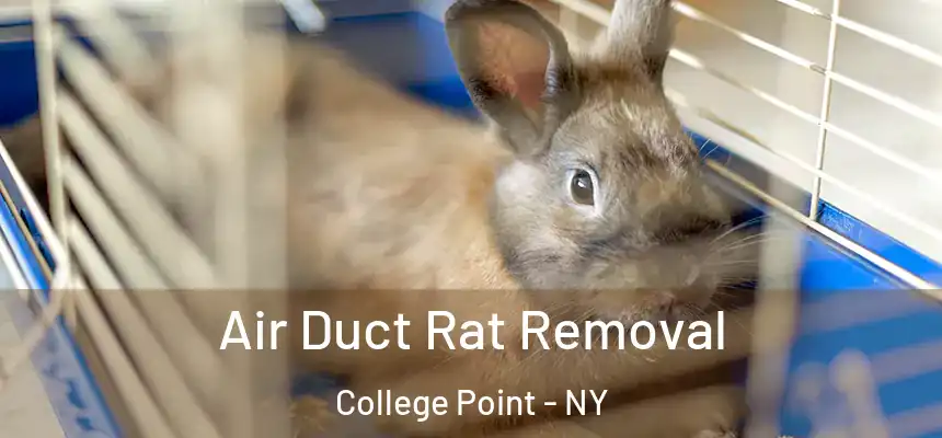  Air Duct Rat Removal College Point - NY