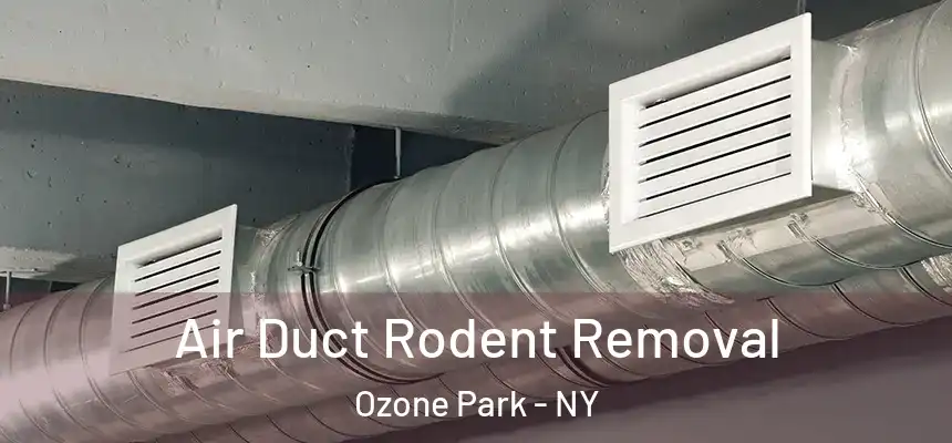 Air Duct Rodent Removal Ozone Park - NY