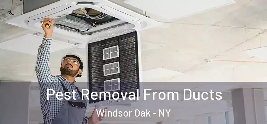 Pest Removal From Ducts Windsor Oak - NY
